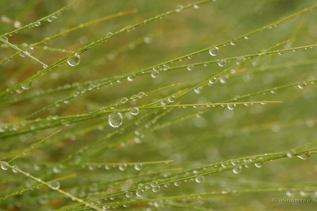 20090803_094_raw